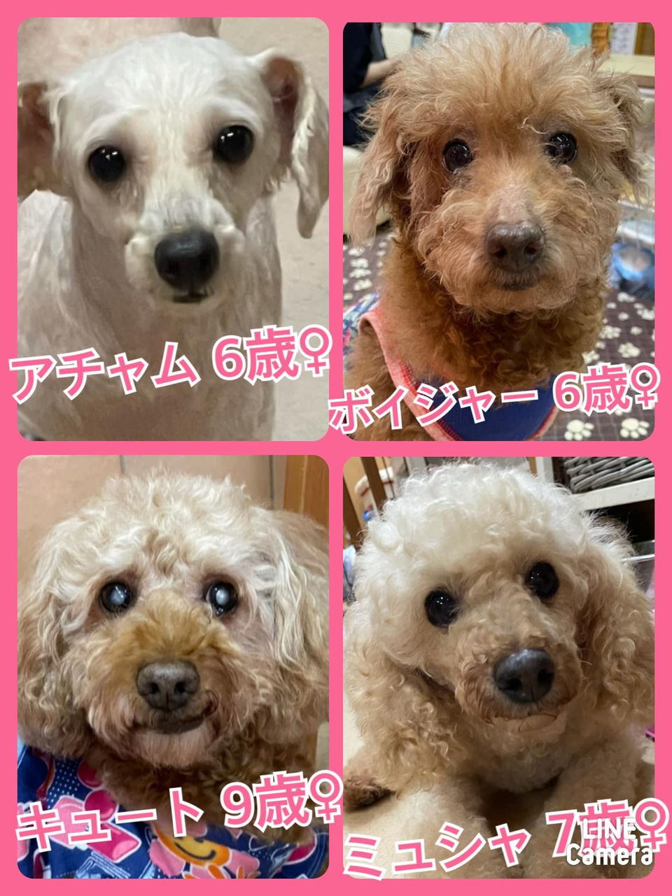 🐾今日の里親様募集中ワンコ🐶メンバーです🐾2021,9,15